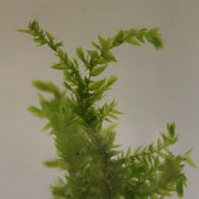 Fontinalis antipyretica | Common water moss | Marginal Plant